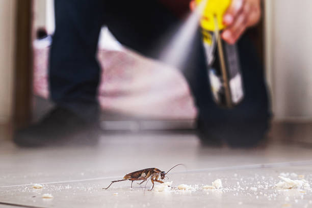 Best Insect Control  in Platteville, CO