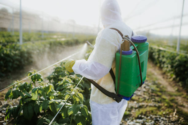 Wasp Removal Services in Platteville, CO